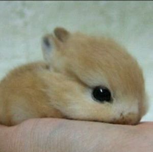 Meet your Posher, Mya